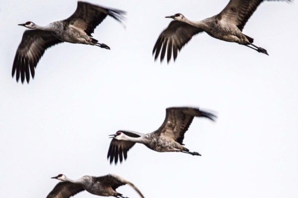 Nebraska crane migration