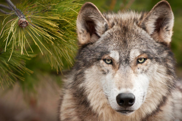 Wolf Watching Tips