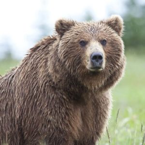 Alaska Wildlife Tours Brown Bear