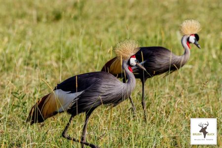 Kenya Crowned Cranes