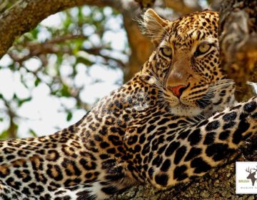 Leopard in Kenya