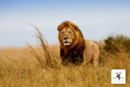 Lion in Kenya, photo taken on tour