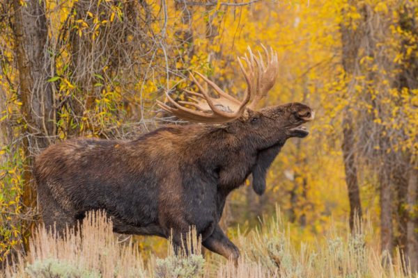 Moose Grand Teton Yellowstone Wildlife tour