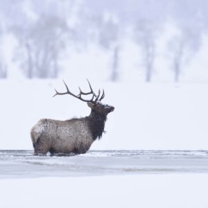 Yellowstone wildlife in winter