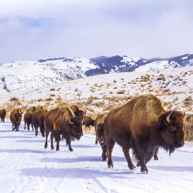 Top Sites to Visit in Grand Teton National Park | BrushBuck Wildlife Tours