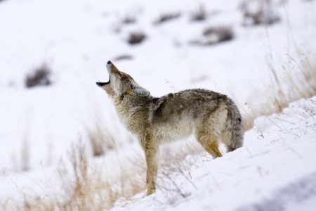 Winter Grand Teton wolf