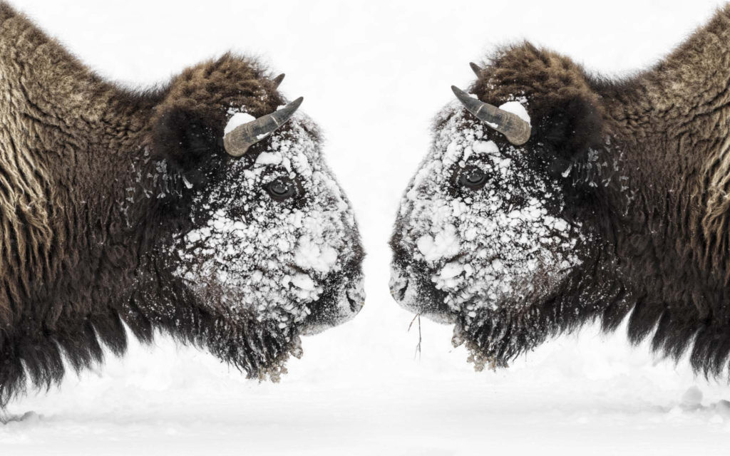 Yellowstone Bison in Winter