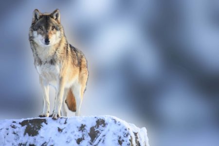 Wolf in Grand Teton in winter
