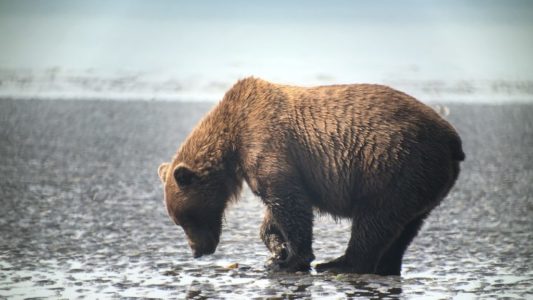 Alaska Bears Tour