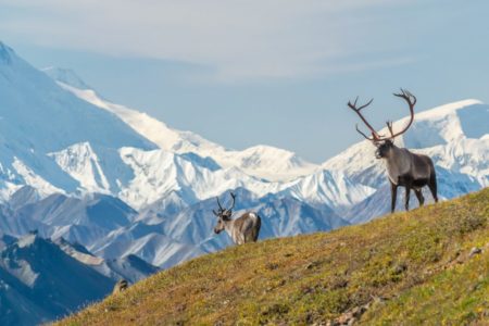 Alaska Wildlife Tours