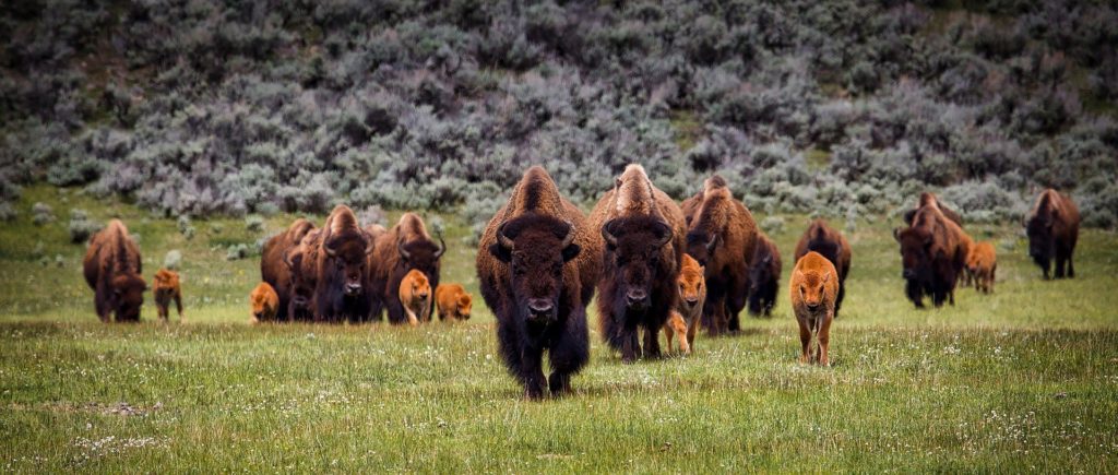 A large herd of American bison grazing in Hayden Valley, one of Yellowstone National Park's premier wildlife viewing areas.