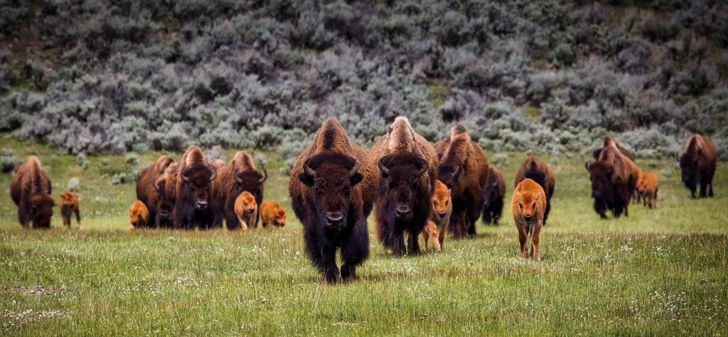 Bison sight during Yellowstone Tours