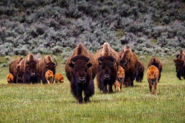 Bison sight during Yellowstone Tours