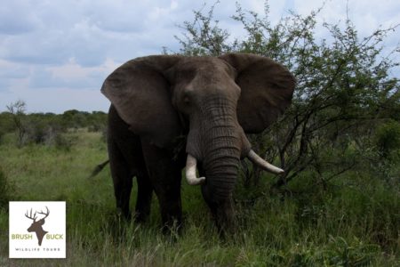 Elephant on Africa Safari Tour