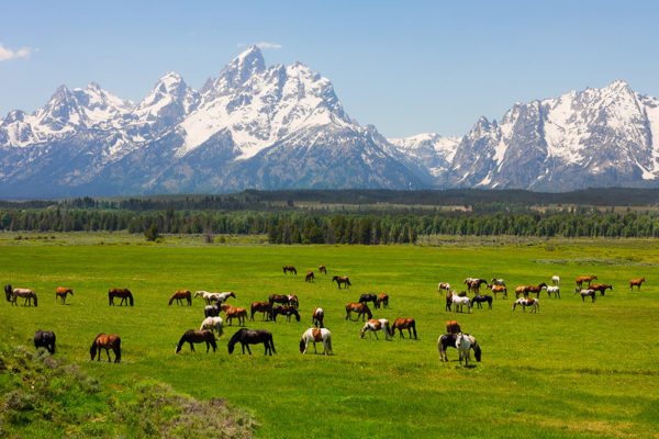 4 Day / 3 Night Grand Teton & Yellowstone Wildlife Tour | BrushBuck ...