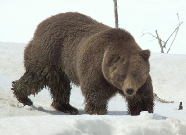 Wildlife Wednesday: Grizzly Bear Sighting in Yellowstone National Park