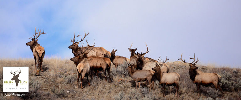 Old Faithful Tours - Yellowstone Lower Loop Tours | BrushBuck Wildlife ...