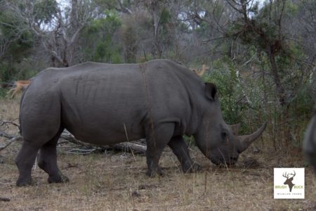Kruger National Park Rhino
