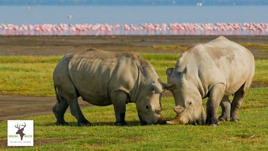rhinos spotted on African safari tour