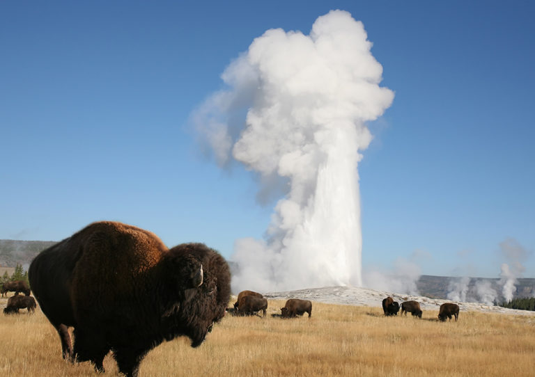 History Little Known Facts About Old Faithful BrushBuck Wildlife Tours history-little-known-facts-about-old-faithful-brushbuck-wildlife-tours