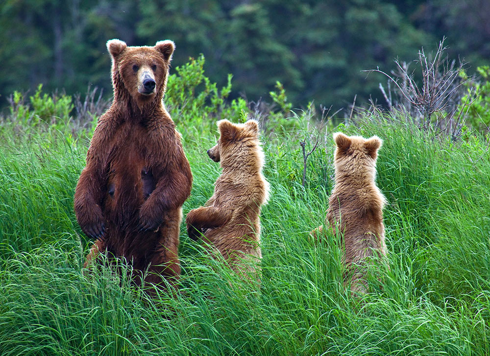 Discovering Alaska's Uninhibited Wildlife | BrushBuck Wildlife Tours