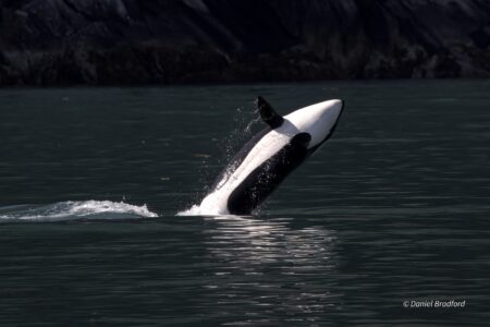 Killer whale Alaska tour