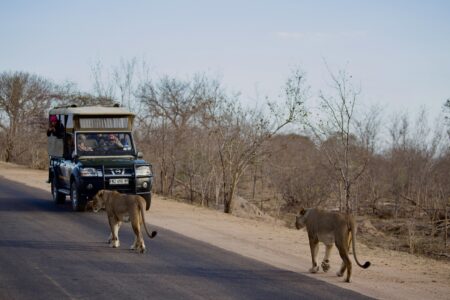 Kruger National Park Safari Tour