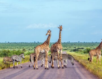 Kruger National Park Safari Tour Animals