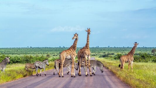 Kruger National Park Safari Tour Animals