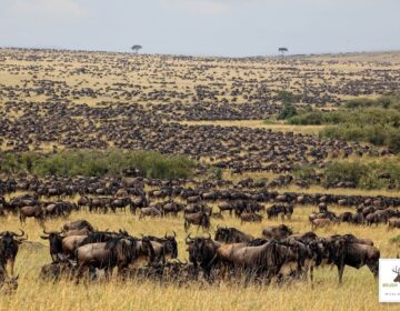 Massive Herds Of Wildebeest In The Masai Mara